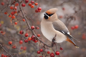Bohemian Waxwing bird on tree branch mobile background wallpaper