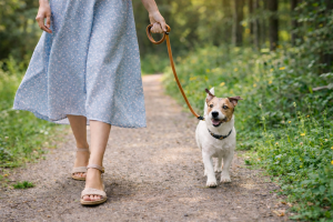 Dog walking outdoors free mobile wallpaper background, nature path