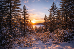 Snowy Pine Forest Sunset Scenery Mobile Wallpaper, 4K Desktop Background