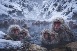 Japanese Snow Monkeys Onsen Bathing, Winter Wildlife 4K Desktop Wallpaper