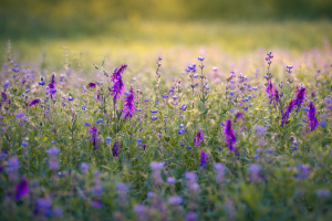 Vibrant Wildflower Meadow with Purple and Blue Blossoms, Nature Scenery for 4K Desktop Background