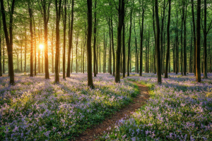 Sunlight Forest Path With Bluebells - High-Resolution Nature Wallpaper For Desktop And Mobile