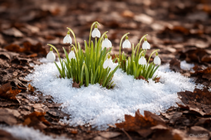 Spring Snowdrops Blooming in Snow Free Nature Wallpaper HD Desktop Background