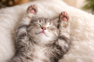 Cute Sleeping Kitten Wallpaper 4K Ultra HD Desktop Background