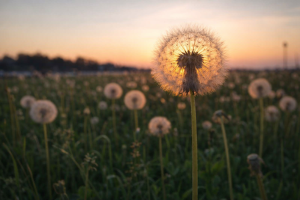 Dandelion Seedhead at Sunset Free 4K Desktop Nature Background