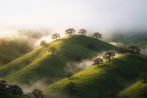 Misty Green Hills with Trees 4K Desktop Wallpaper - Free Nature Background