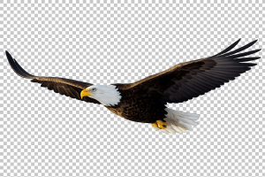 Eagle In Flight Transparant Background Stock Image
