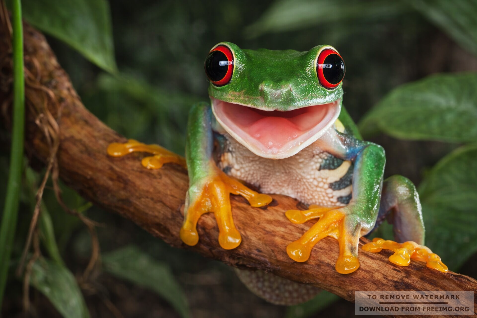 Vibrant Green Tree Frog on Branch - High Resolution Nature Wallpaper ...