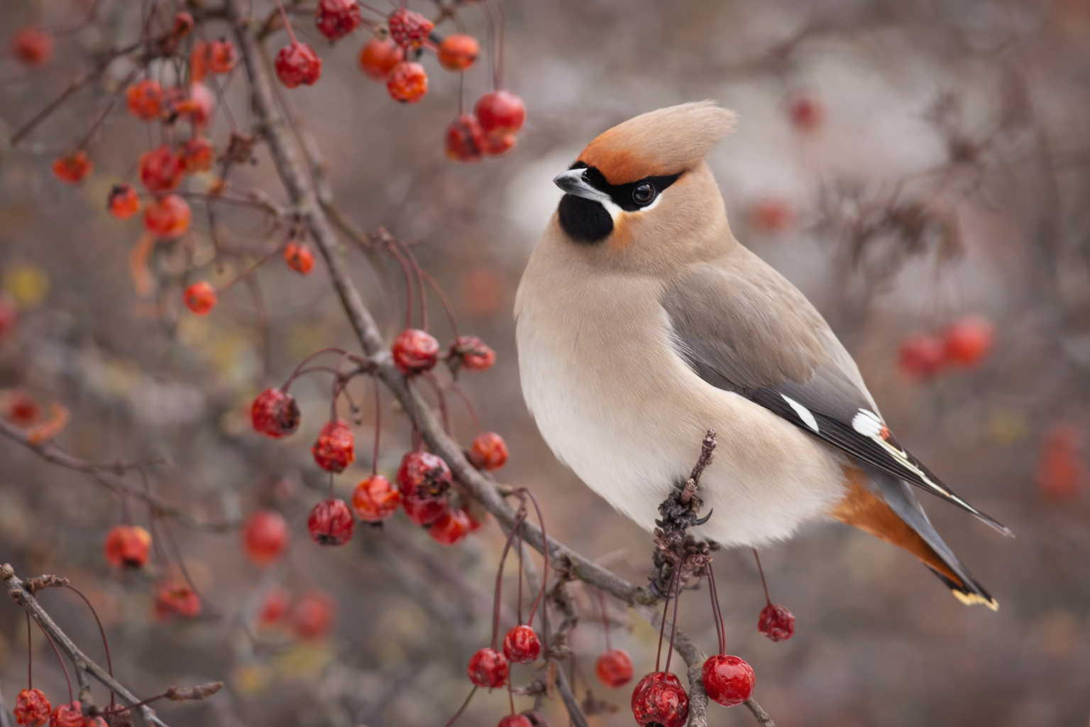 Bohemian Waxwing bird on tree branch mobile background wallpaper