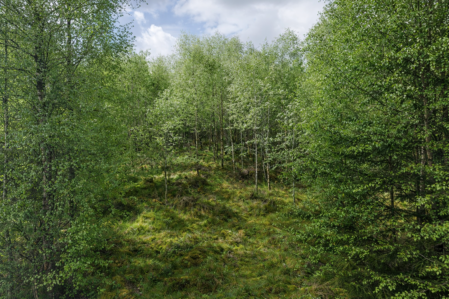 Vibrant Green Forest Hillside Scenery - Free Nature 4K Wallpaper for Desktop and Mobile