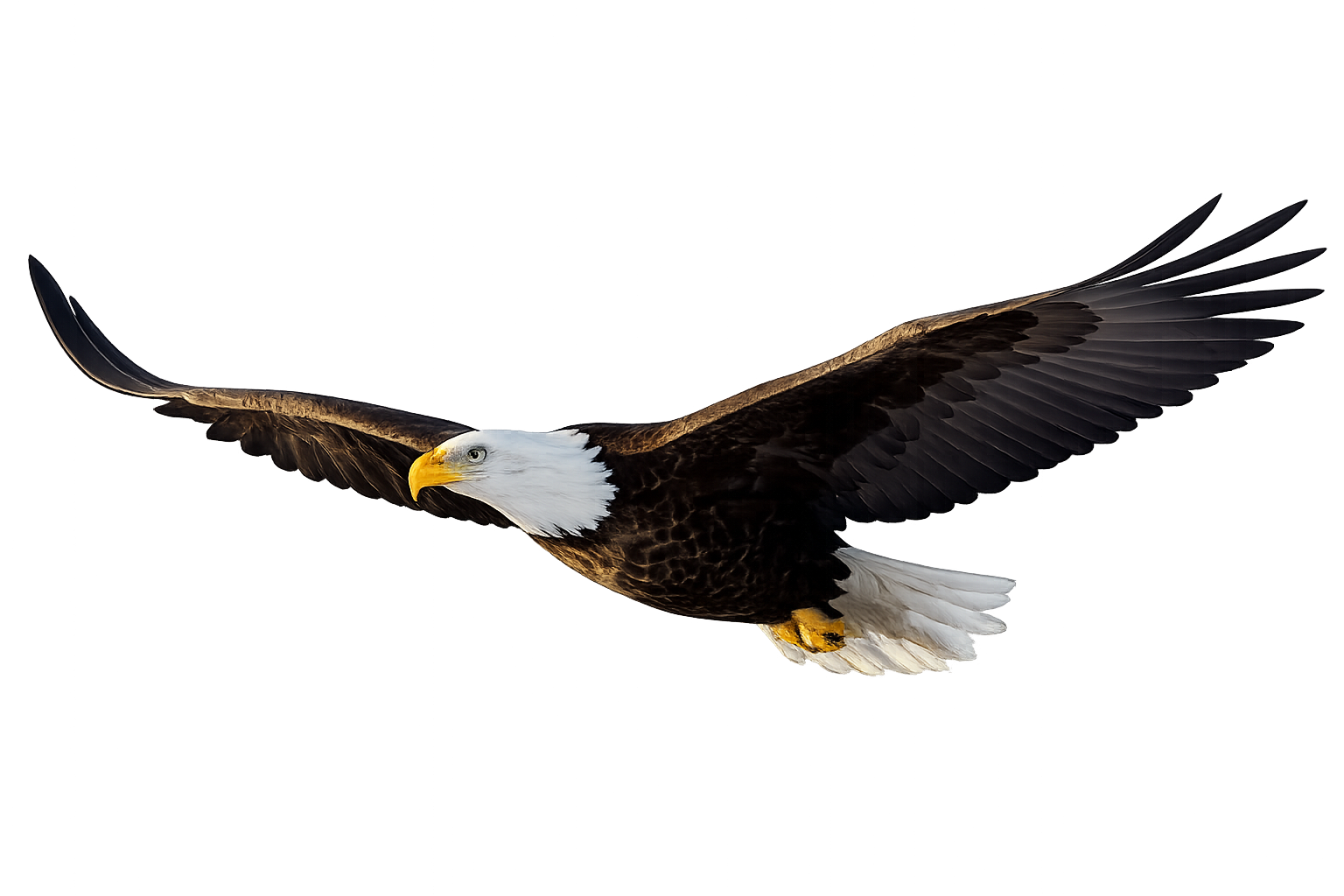 Eagle In Flight Transparant Background Stock Image
