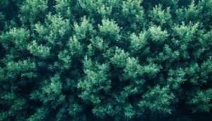 Green Plant Wallpaper: Leafy Foliage for Desktop, Mobile Backgrounds