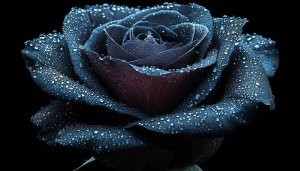 Dark Rose Wallpaper: Gothic Flower with Water Drops Aesthetic