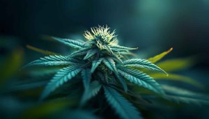 Cannabis Wallpaper: Marijuana Plant 4K Wallpaper for Desktop, Laptop