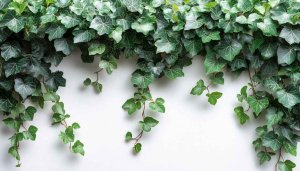 Ivy Leaves on Wall Mobile Wallpaper, Green Plant Backgrounds