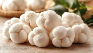 Fresh Lion's Mane Mushroom Macro Photography High Resolution Wallpaper