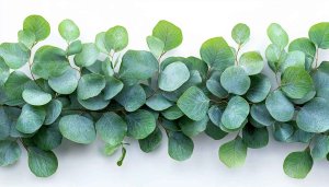 Eucalyptus Green Leaves Mobile Wallpaper | Free Floral Desktop Background