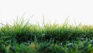 Green Grass Mobile Wallpaper - Natural Greenery iPhone Background Image