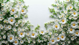 Daisy Flower White Theme 4K Desktop Background, Free Mobile Wallpaper