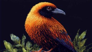 Orange Bird of Paradise 4K Desktop Wallpaper Free Mobile Background