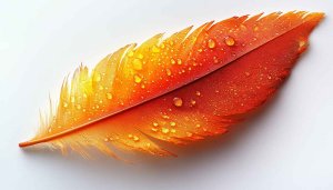 Orange Feather Water Drops Wallpaper 4K for Desktop Background