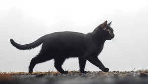 Stunning Black Cat Mobile Wallpaper - Free Pet Desktop Background